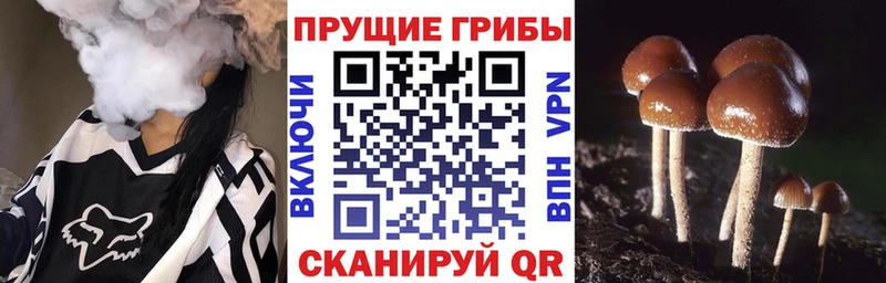 хочу наркоту  Зеленоградск  Галлюциногенные грибы Cubensis 